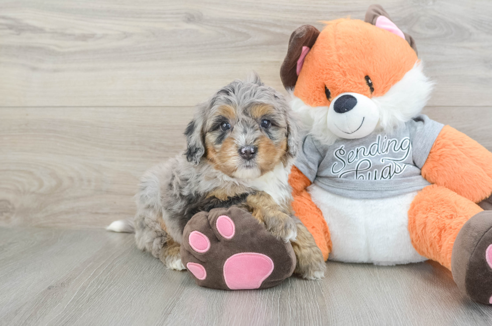 6 week old Mini Bernedoodle Puppy For Sale - Simply Southern Pups