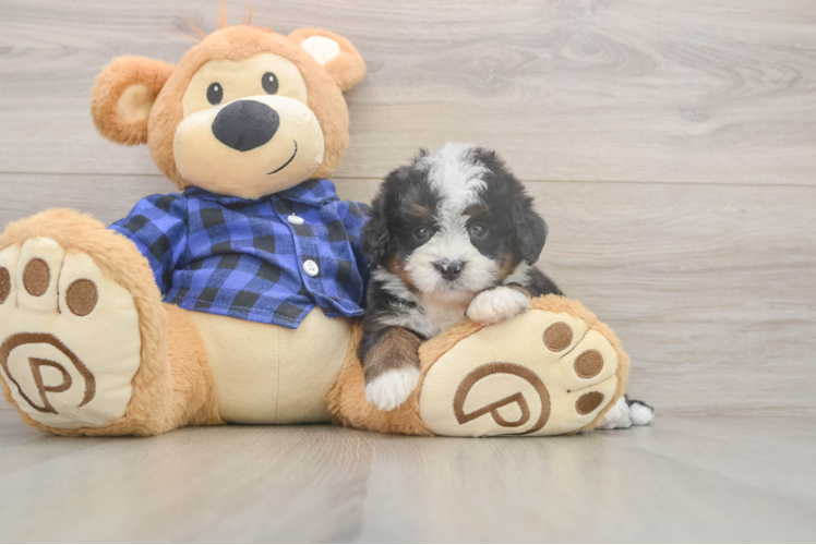 Popular Mini Bernedoodle Poodle Mix Pup