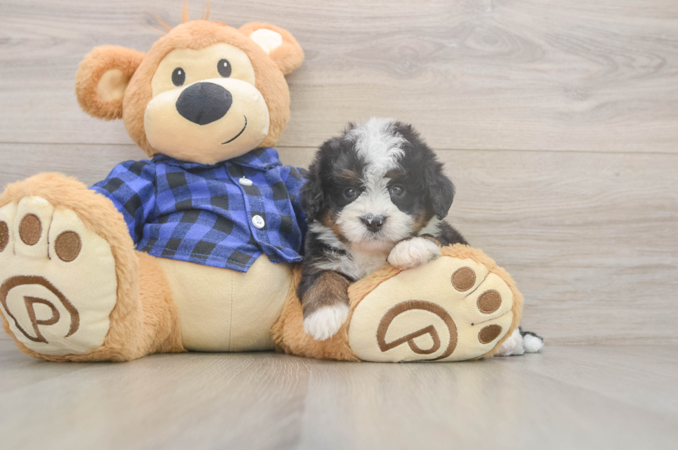 5 week old Mini Bernedoodle Puppy For Sale - Simply Southern Pups