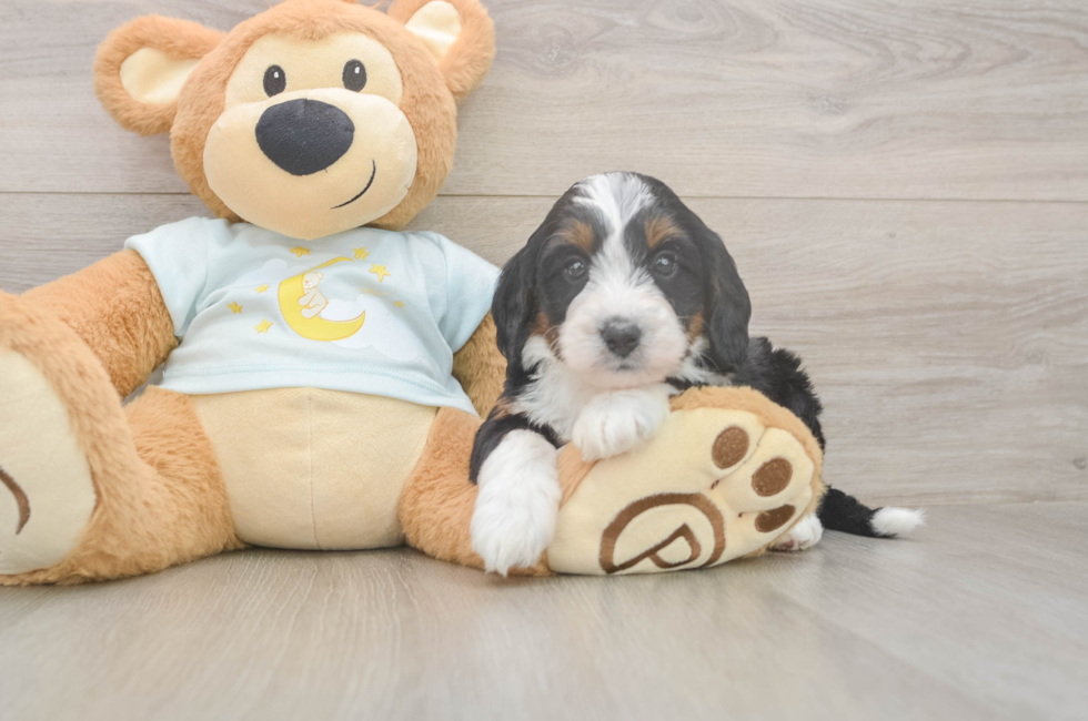 5 week old Mini Bernedoodle Puppy For Sale - Simply Southern Pups