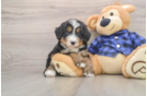 Friendly Mini Bernedoodle Baby