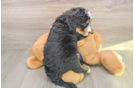 Mini Bernedoodle Pup Being Cute