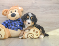 7 week old Mini Bernedoodle Puppy For Sale - Simply Southern Pups