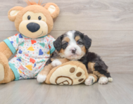 7 week old Mini Bernedoodle Puppy For Sale - Simply Southern Pups