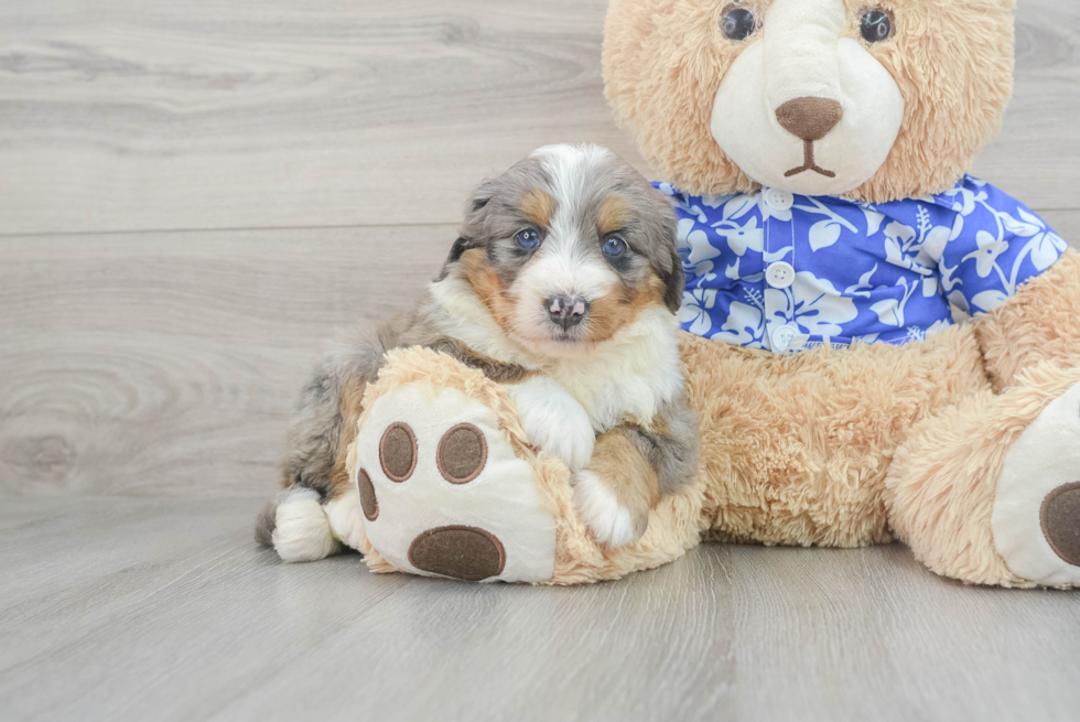Meet Lux - our Mini Bernedoodle Puppy Photo  3/4 - Simply Southern Pups Cute Mini Bernedoodle Baby