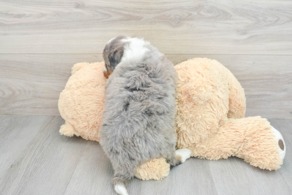 Meet Lux - our Mini Bernedoodle Puppy Photo  2/4 - Simply Southern Pups Mini Bernedoodle Puppy for Adoption