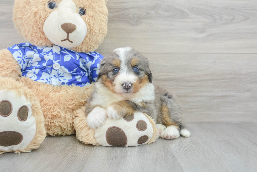 Meet Lux - our Mini Bernedoodle Puppy Photo  4/4 - Simply Southern Pups Mini Bernedoodle Pup Being Cute