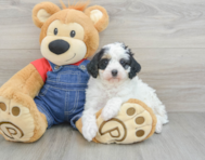 9 week old Mini Bernedoodle Puppy For Sale - Simply Southern Pups