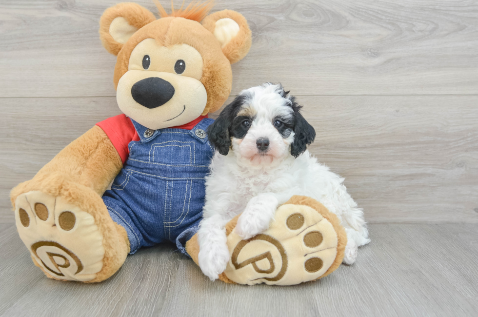 6 week old Mini Bernedoodle Puppy For Sale - Simply Southern Pups