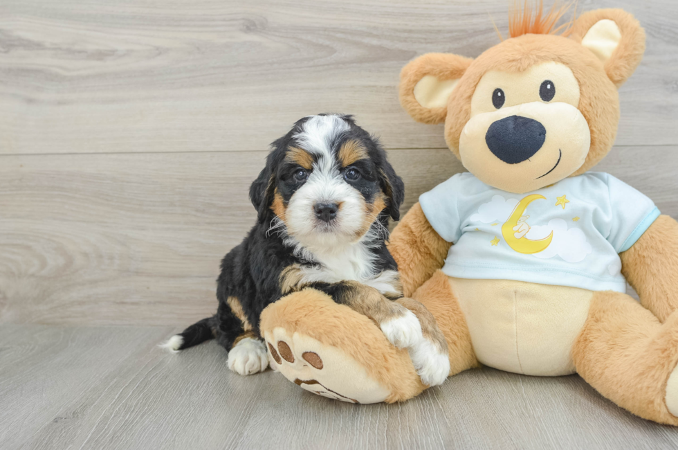5 week old Mini Bernedoodle Puppy For Sale - Simply Southern Pups