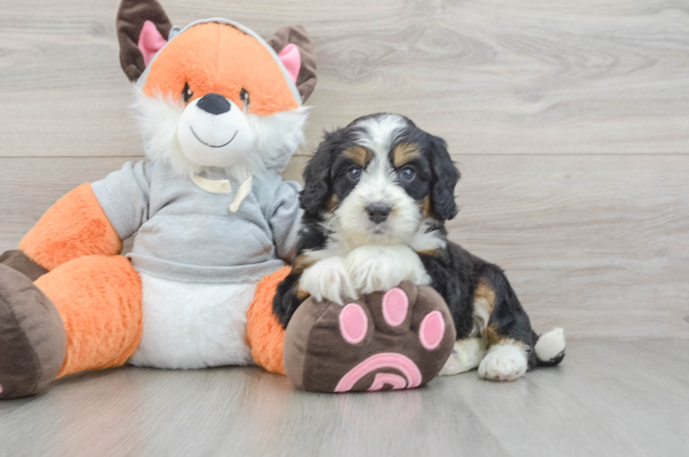 5 week old Mini Bernedoodle Puppy For Sale - Simply Southern Pups