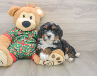 7 week old Mini Bernedoodle Puppy For Sale - Simply Southern Pups