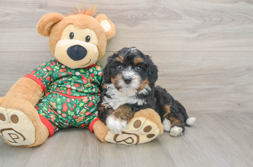 5 week old Mini Bernedoodle Puppy For Sale - Simply Southern Pups