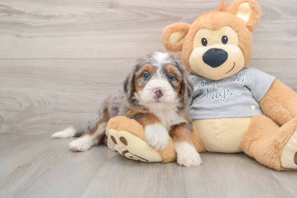 Mini Bernedoodle Pup Being Cute