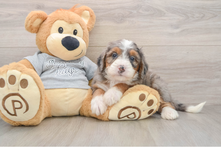 Best Mini Bernedoodle Baby
