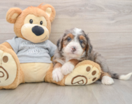 7 week old Mini Bernedoodle Puppy For Sale - Simply Southern Pups