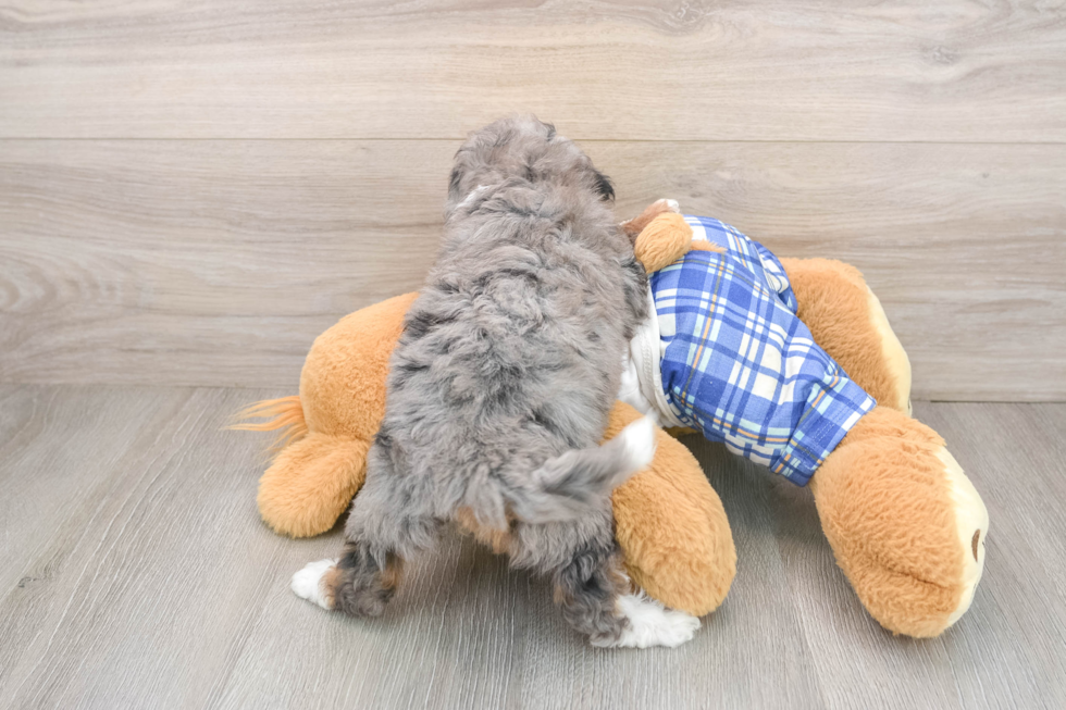 Funny Mini Bernedoodle Poodle Mix Pup