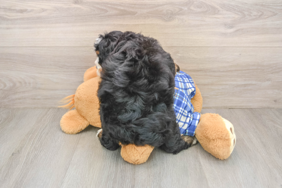 Small Mini Bernedoodle Baby