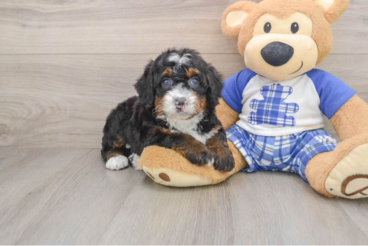Best Mini Bernedoodle Baby