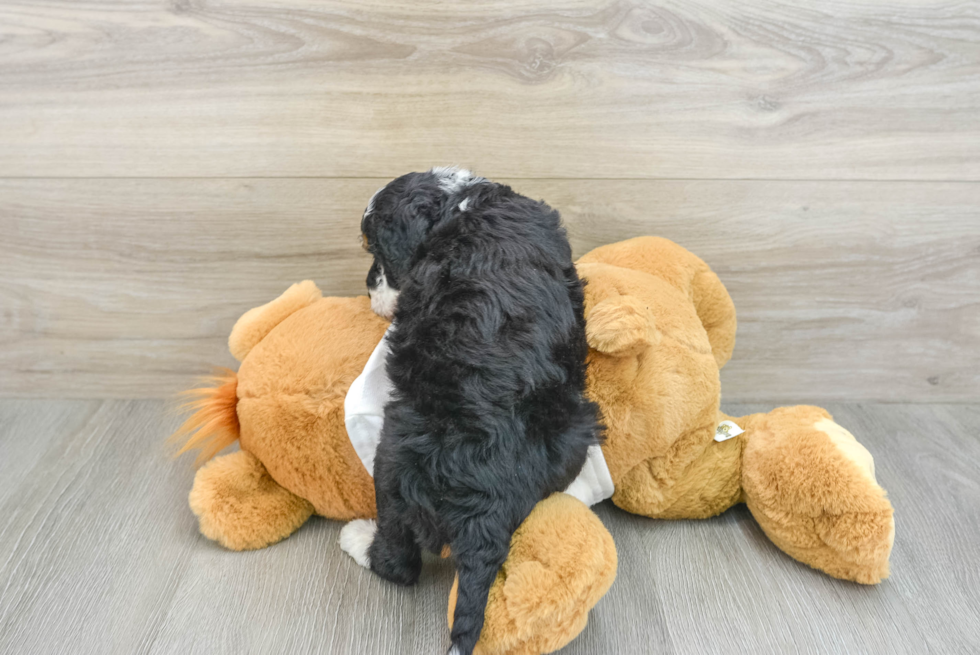 Hypoallergenic Mini Bernadoodle Poodle Mix Puppy