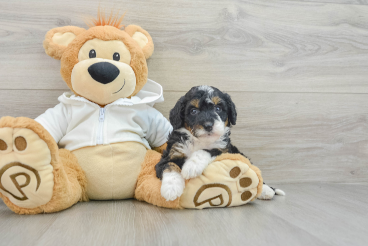 Mini Bernedoodle Pup Being Cute