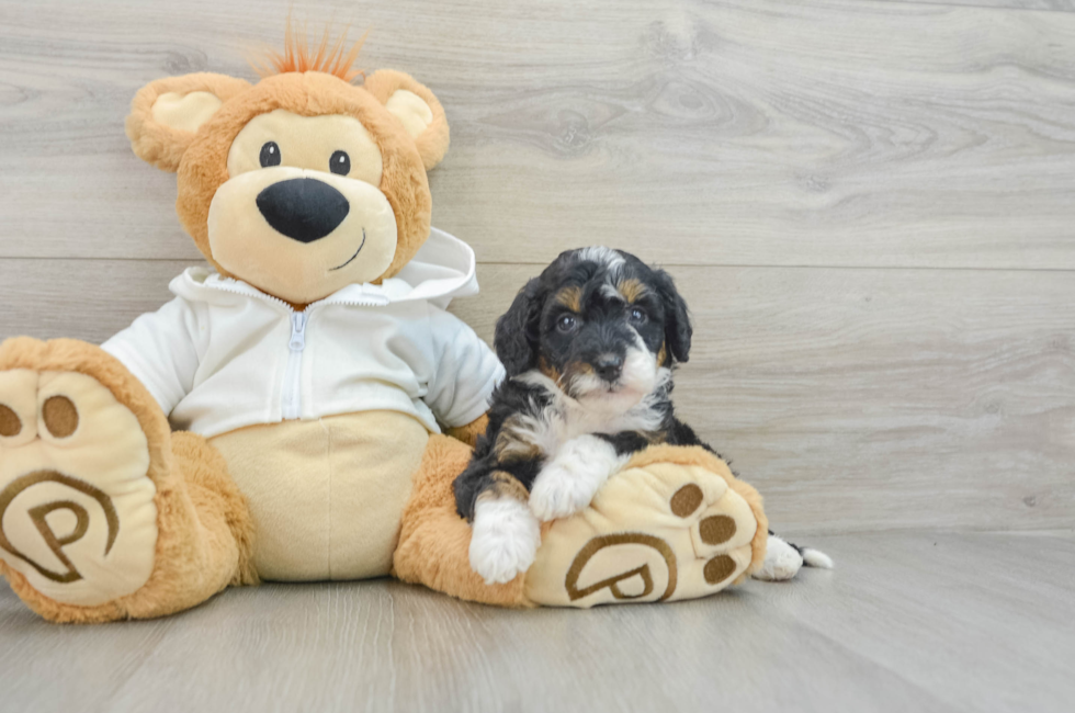 5 week old Mini Bernedoodle Puppy For Sale - Simply Southern Pups