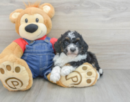 9 week old Mini Bernedoodle Puppy For Sale - Simply Southern Pups