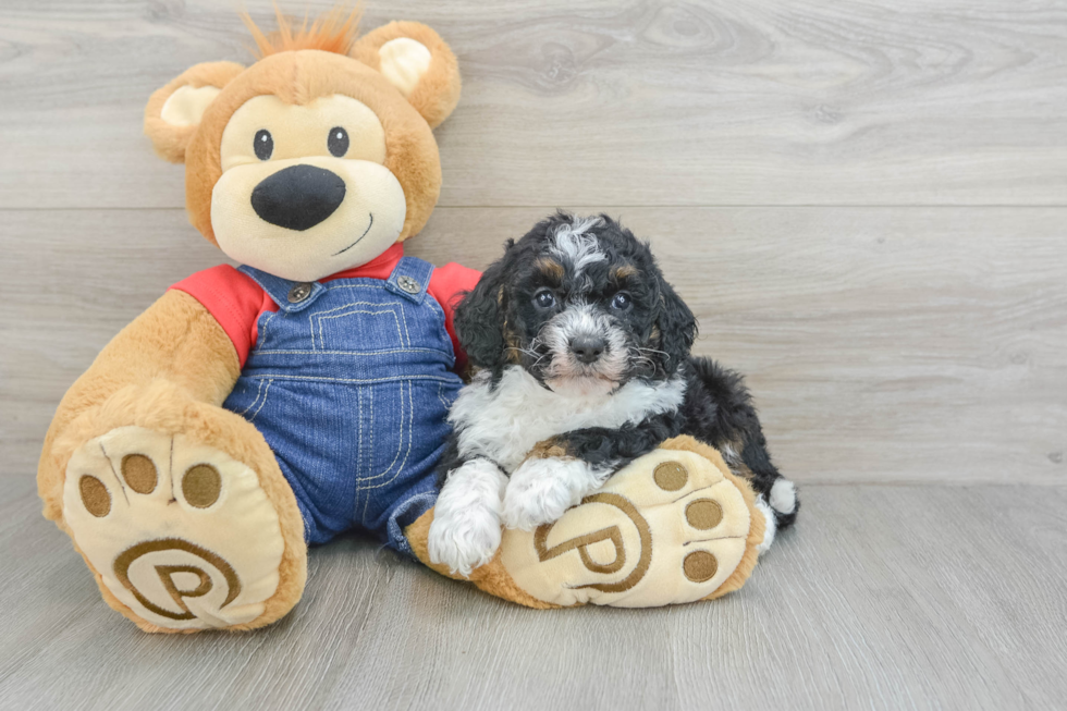 Adorable Mini Berniedoodle Poodle Mix Puppy