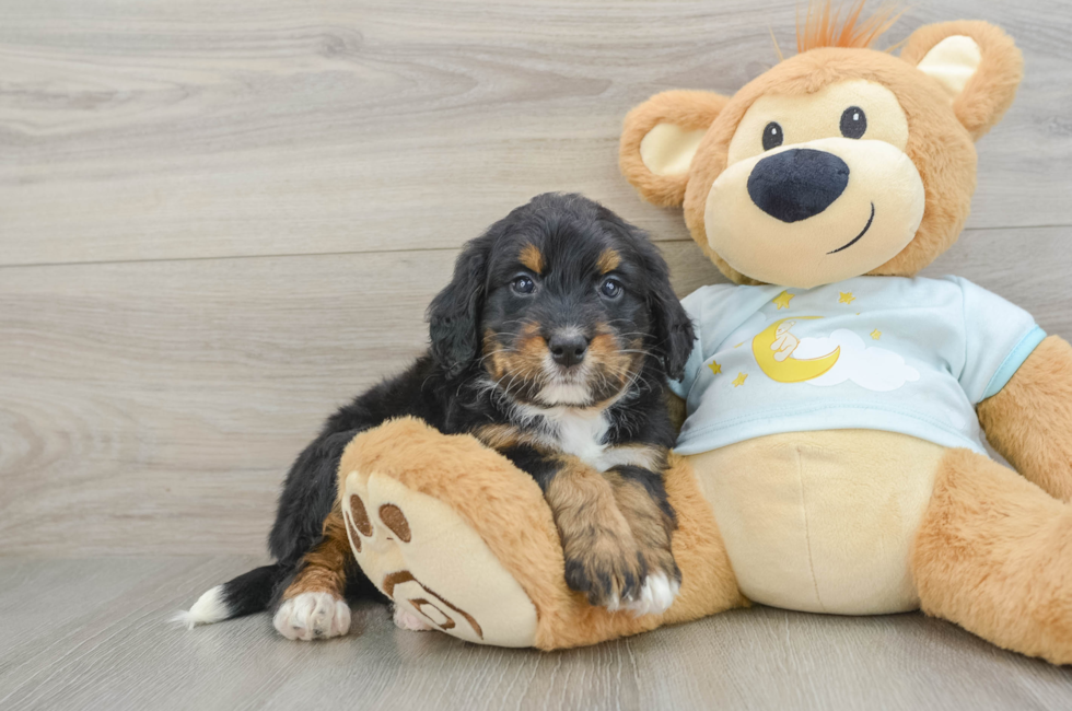 5 week old Mini Bernedoodle Puppy For Sale - Simply Southern Pups