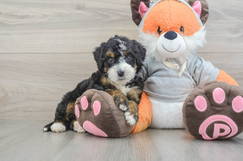 5 week old Mini Bernedoodle Puppy For Sale - Simply Southern Pups