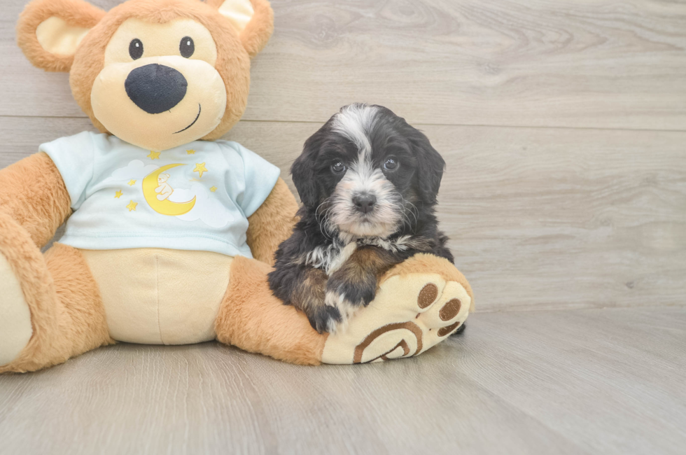 5 week old Mini Bernedoodle Puppy For Sale - Simply Southern Pups