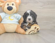 6 week old Mini Bernedoodle Puppy For Sale - Simply Southern Pups 6 week old Mini Bernedoodle Puppy For Sale - Simply Southern Pups