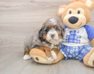 6 week old Mini Bernedoodle Puppy For Sale - Simply Southern Pups