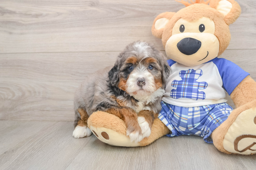 Best Mini Bernedoodle Baby