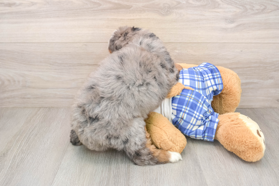 Mini Bernedoodle Puppy for Adoption