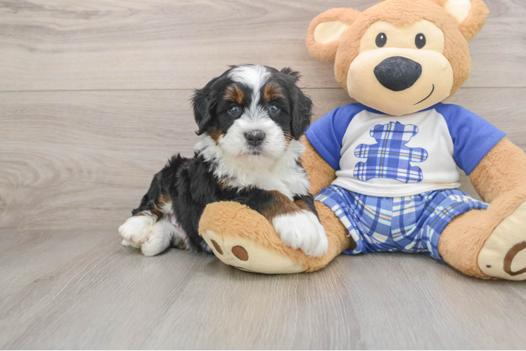 Smart Mini Bernedoodle Poodle Mix Pup