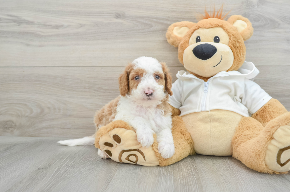 7 week old Mini Bernedoodle Puppy For Sale - Simply Southern Pups