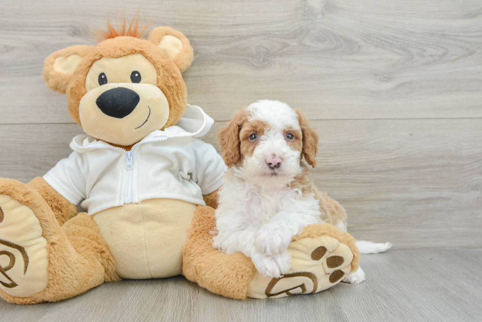 Best Mini Bernedoodle Baby