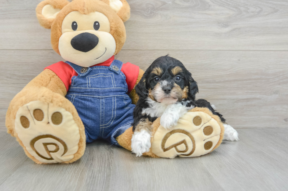 6 week old Mini Bernedoodle Puppy For Sale - Simply Southern Pups