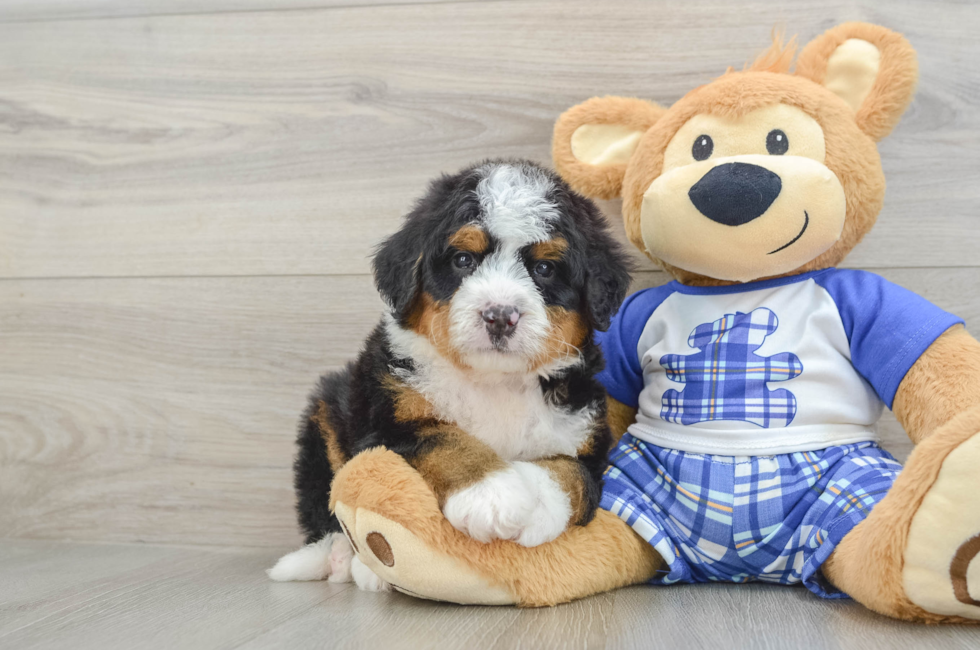 6 week old Mini Bernedoodle Puppy For Sale - Simply Southern Pups
