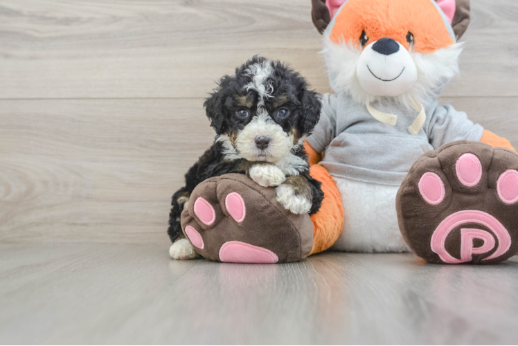Funny Mini Bernedoodle Poodle Mix Pup