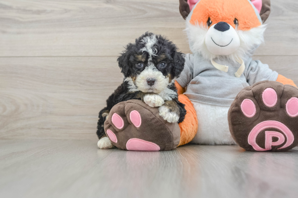 Funny Mini Bernedoodle Poodle Mix Pup