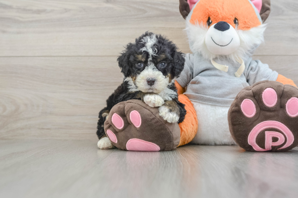 5 week old Mini Bernedoodle Puppy For Sale - Simply Southern Pups