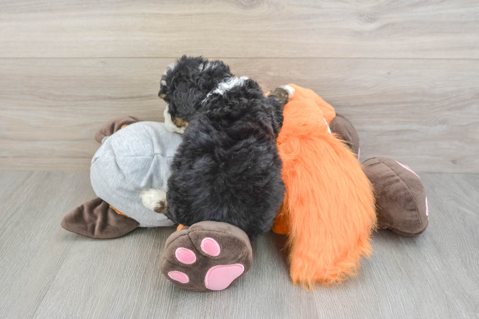 Popular Mini Bernedoodle Poodle Mix Pup