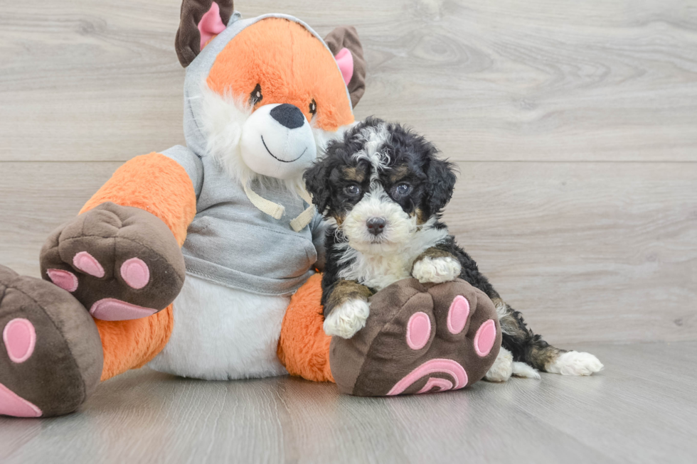 Sweet Mini Bernedoodle Baby