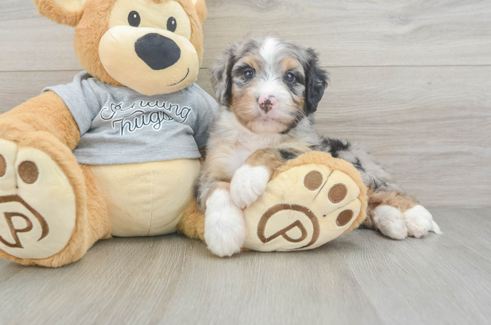 5 week old Mini Bernedoodle Puppy For Sale - Simply Southern Pups