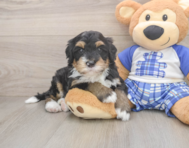 7 week old Mini Bernedoodle Puppy For Sale - Simply Southern Pups