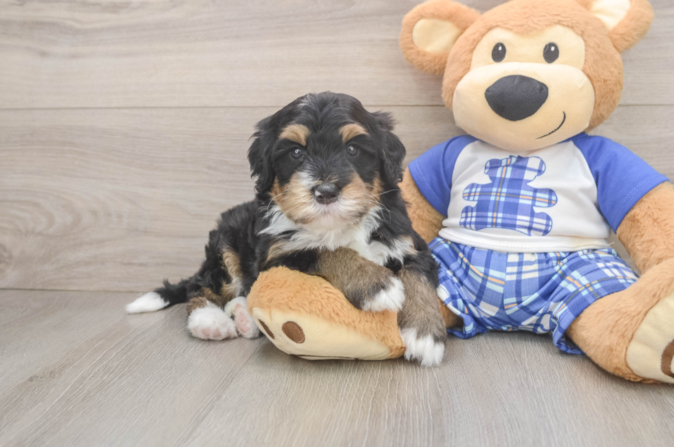 6 week old Mini Bernedoodle Puppy For Sale - Simply Southern Pups