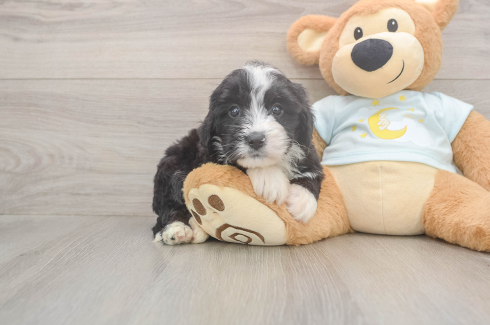 5 week old Mini Bernedoodle Puppy For Sale - Simply Southern Pups