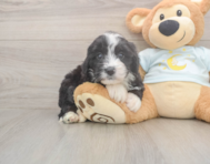 5 week old Mini Bernedoodle Puppy For Sale - Simply Southern Pups 5 week old Mini Bernedoodle Puppy For Sale - Simply Southern Pups